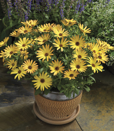 Osteospermum ecklonis 'Tradewinds Bronze'