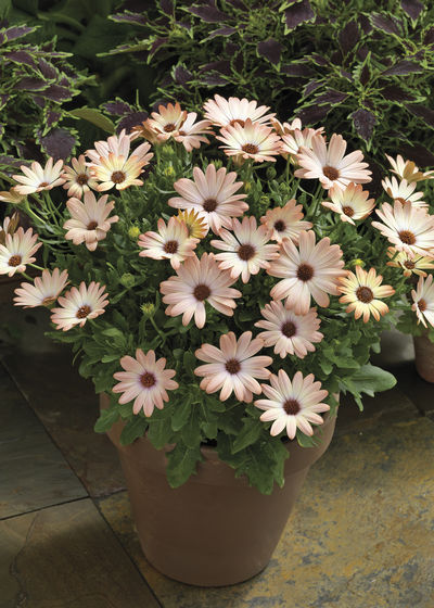 Osteospermum ecklonis 'Tradewinds Cinnamon'