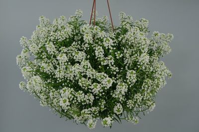 Lobularia hybrida 'Stream Silver'