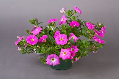 Petchoa hybrida 'SuperCal Pink Ice'