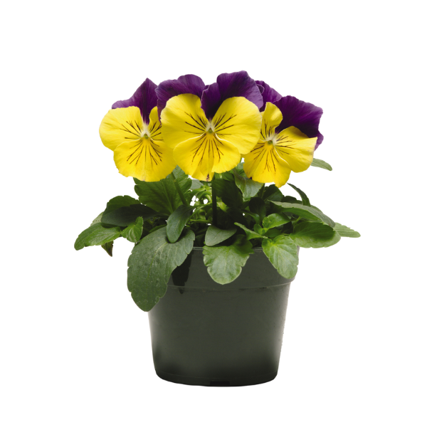 Pansy viola x wittrockiana 'Matrix Morpheus'