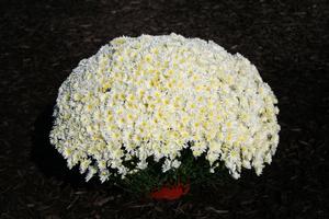 Mum chrysanthemum x morifolium 'Bertha White'