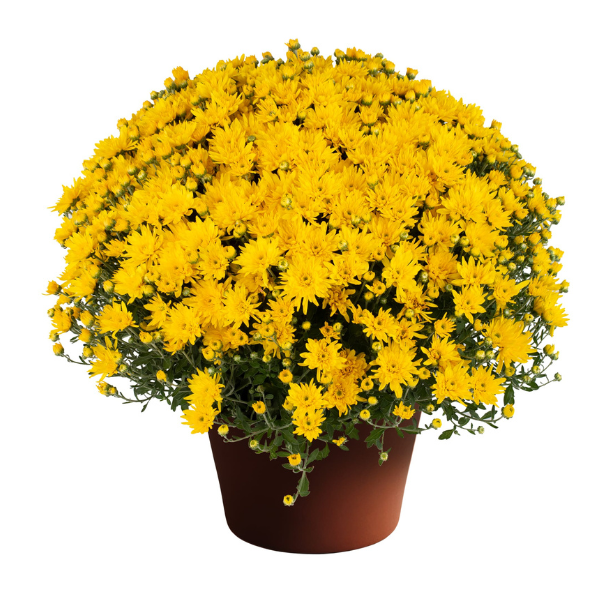 Mum chrysanthemum x morifolium 'Yolanda Yellow'