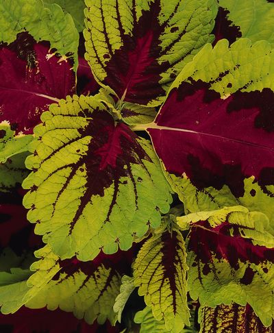 Coleus scutellarioides 'Kong Rose'