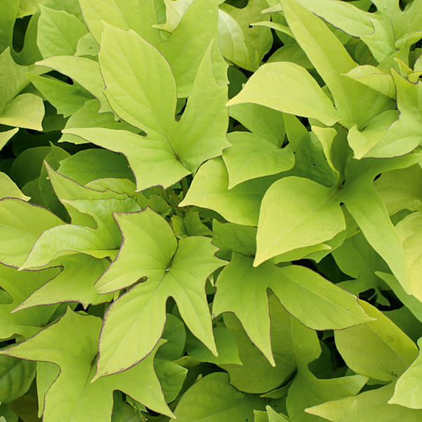 Ipomoea batatas 'Sweet Caroline Light Green'