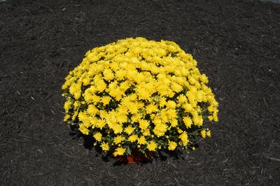 Mum chrysanthemum x morifolium 'Brittany Yellow'