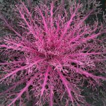 Kale 'Peacock Red'