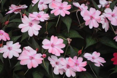SunPatiens hybrida 'Compact Blush Pink'