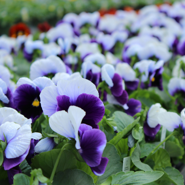 Pansy viola x wittrockiana 'Delta Classic Beaconsfield'