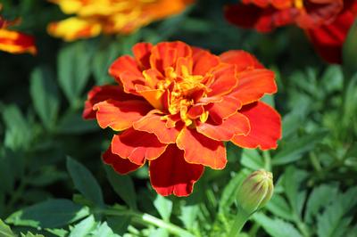 Marigold tagetes patula 'Durango Red'