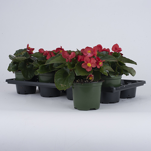 Begonia benariensis 'Big Green Leaf Red'