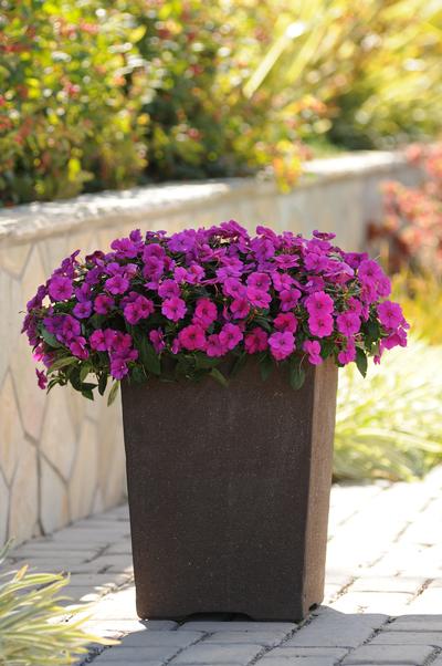 Impatiens interspecific 'Bounce Violet'