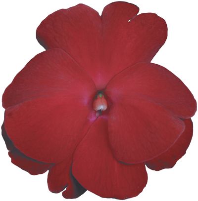 New Guinea impatiens hawkerii 'Sonic Deep Red'