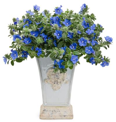 Evolvulus hybrid 'Blue My Mind'