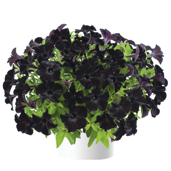 Petunia hybrida 'Ray Black'
