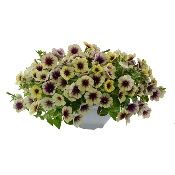 Petunia hybrida 'Cascadias Autumn Mystery'