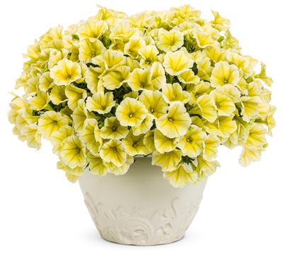 Petunia hybrida 'Supertunia Limoncello'