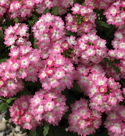 Verbena hybrida 'Lanai Upright Pink with Eye'