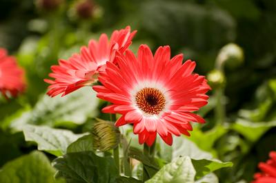 Gerbera jamesonii 'Midi Eyecatcher Red'