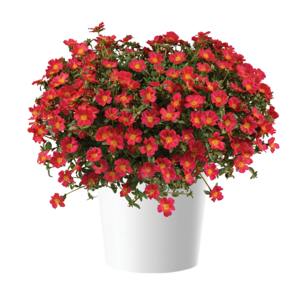 Portulaca oleracea 'Pazzaz Red Flare'