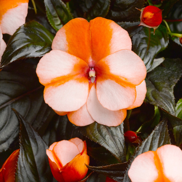 New Guinea impatiens hawkerii 'Sonic Sweet Orange'