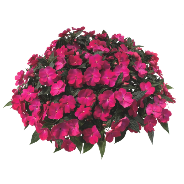 New Guinea impatiens hawkerii 'Super Sonic Hot Pink'