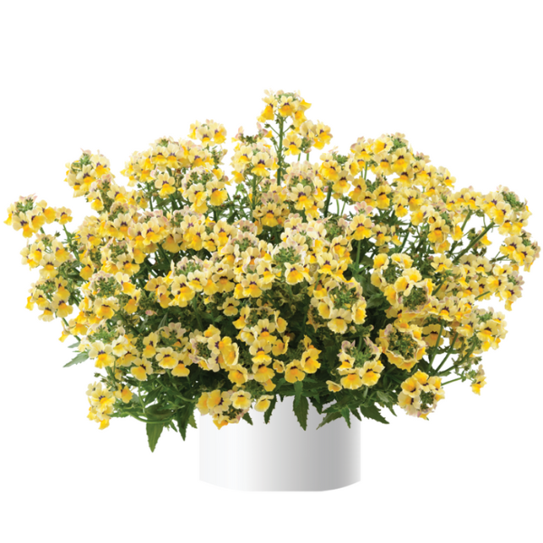 Nemesia hybrida 'Nesia Sunshine'