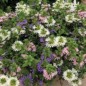 Kwik Kombo 'Bombay Summer Sparkler'