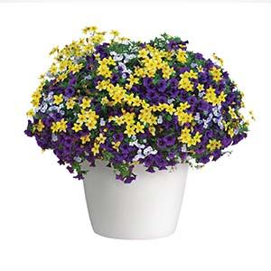Trixi® 'Twinkle Star'