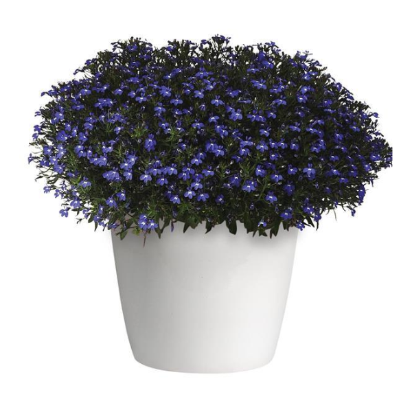 Lobelia erinus 'Magadi Compact Blue'