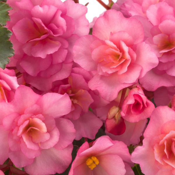 Begonia elatior 'Glory Pink'