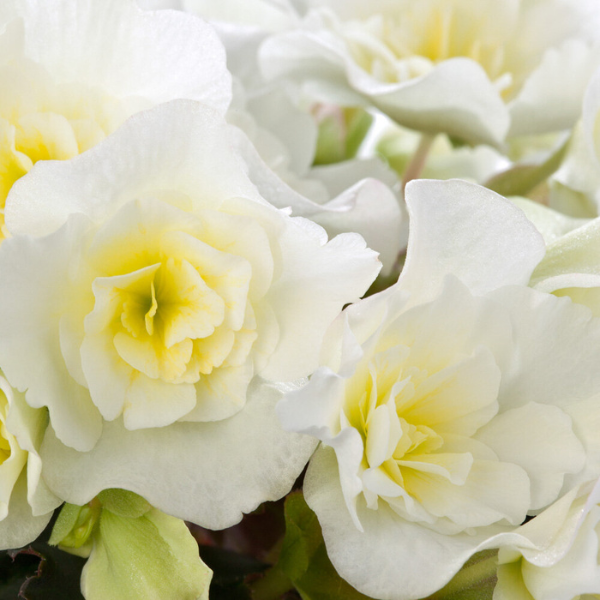 Begonia elatior 'Glory White'