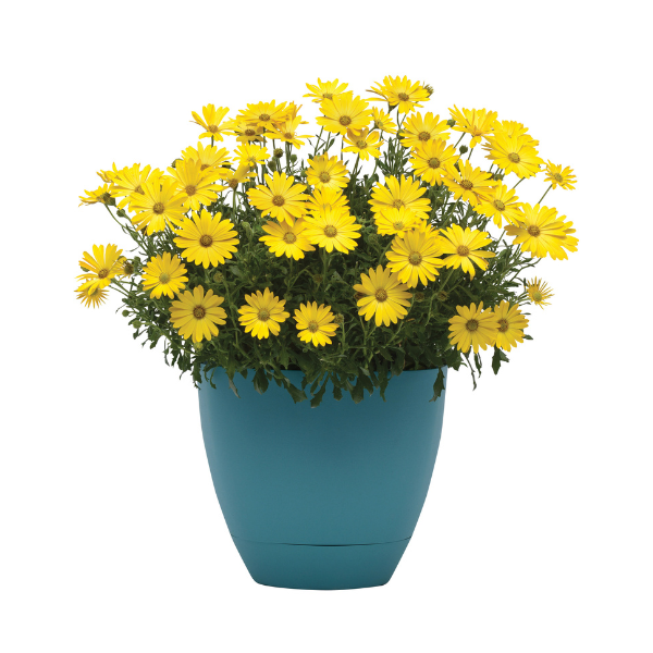 Osteospermum ecklonis 'Zion Pure Yellow'