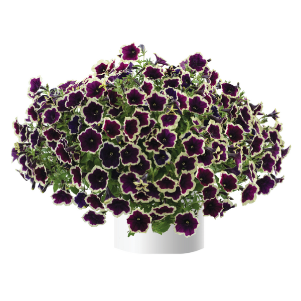 Petunia hybrida 'Cascadias Rim Magenta'
