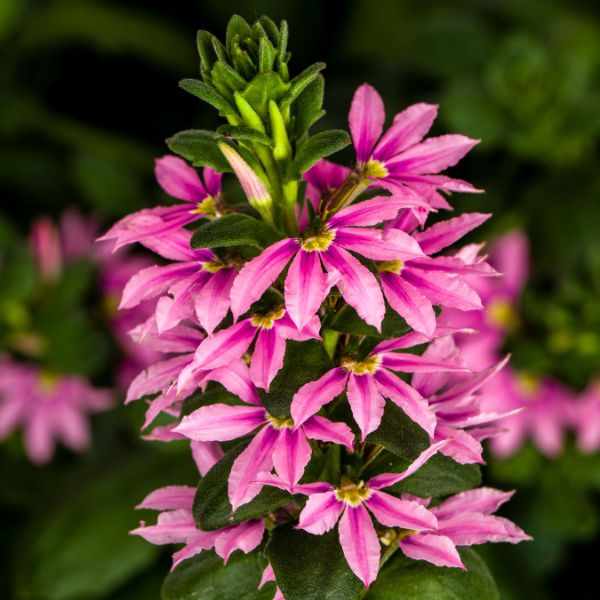 Scaevola aemula 'Bombay Pink Imp'