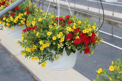 Summer Combos - Hanging Baskets 'Combo #02'