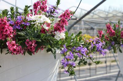 Summer Combos - Hanging Baskets 'Combo #03'