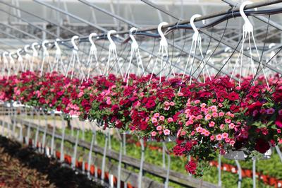 Summer Combos - Hanging Baskets 'Combo #04'