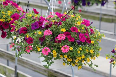 Summer Combos - Hanging Baskets 'Combo #05'