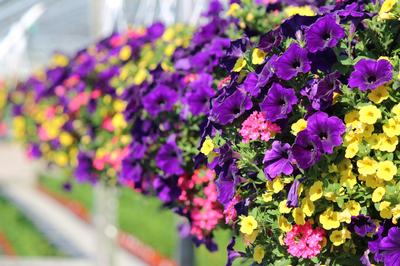 Summer Combos - Hanging Baskets 'Combo #06'