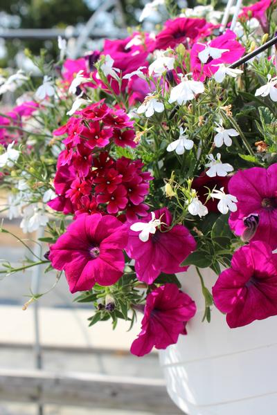 Summer Combos - Hanging Baskets 'Combo #07'