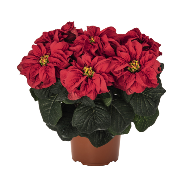 Poinsettia euphorbia pulcherrima 'Winter Rose Early Red'