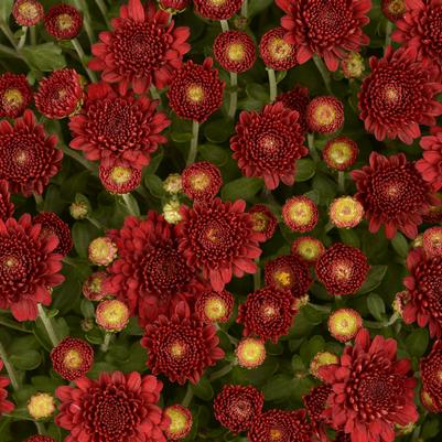 Mum chrysanthemum x morifolium 'Ashley Red'