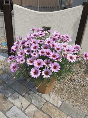 Argyranthemum frutescens 'Grandaisy Pink Halo'