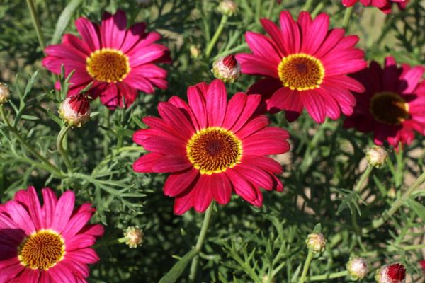 Argyranthemum frutescens 'Grandaisy Red Imp'