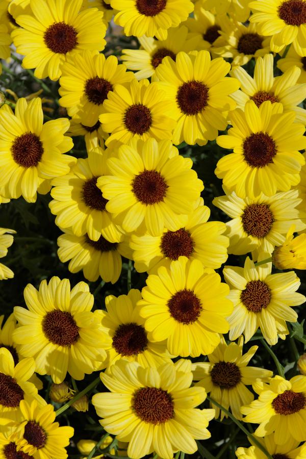 Argyranthemum frutescens 'Grandaisy Yellow'