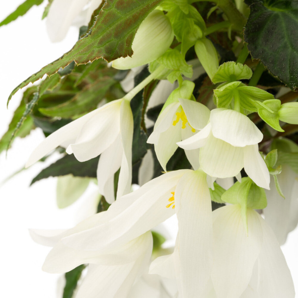 Begonia boliviensis 'Waterfalls Encanto White Blush'