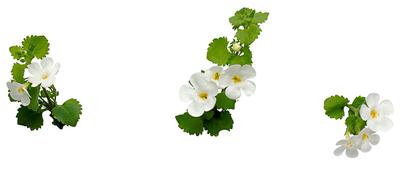 Bacopa sutera cordata 'Snowstorm Giant Snowflake'