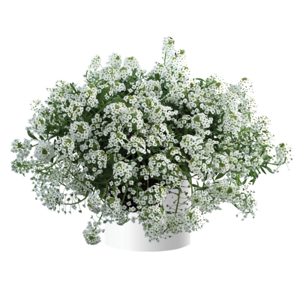 Lobularia hybrida 'Stream White'
