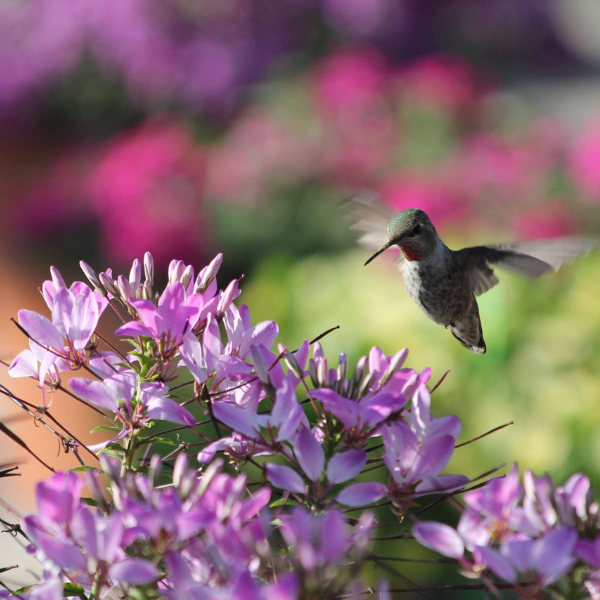 Cleome hybrida 'Clio Magenta'